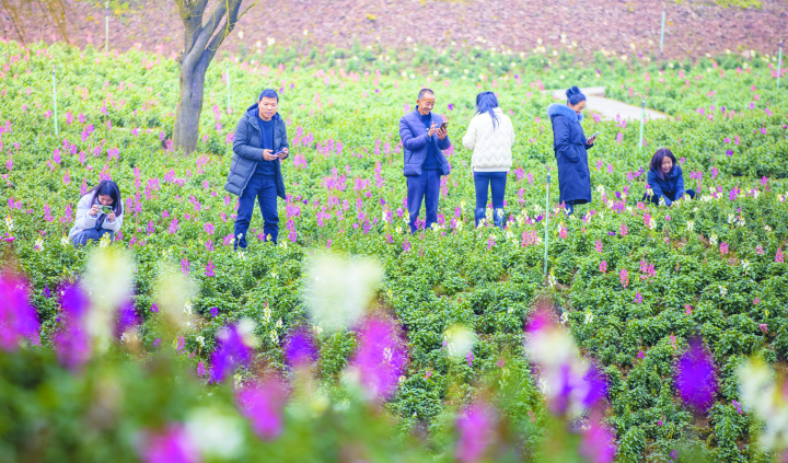 金鱼草盛开，吸引游客前来赏花观景。