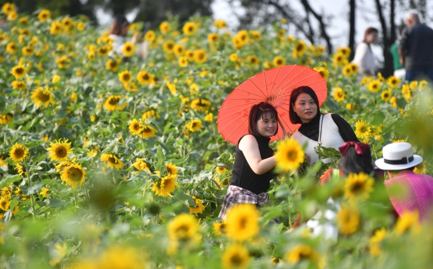 美丽花海。
